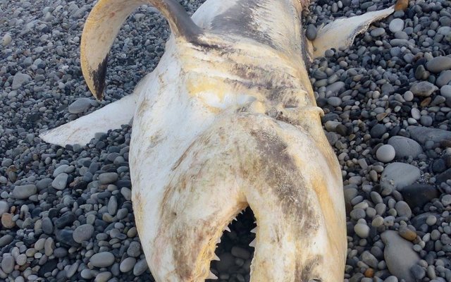 Gansbaai Grootwithaai gedissekteer 2